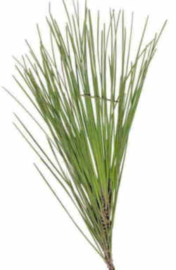 alabama longleaf pine needles   10lbs  green   14 to 17/"