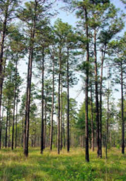 Alabama State Tree: Southern Longleaf Pine