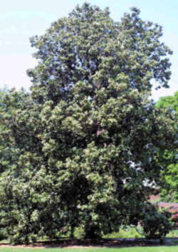 Mississippi State Tree: Magnolia or Evergreen Magnolia 