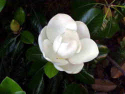 Mississippi State Tree: Magnolia or Evergreen Magnolia 