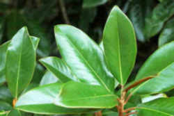 Mississippi State Tree: Magnolia or Evergreen Magnolia 