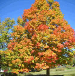 Wisconsin State Tree: Sugar Maple