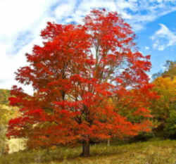 West Virginia State Tree: Sugar Maple