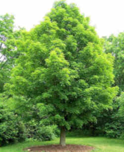 New York State Tree: Sugar Maple