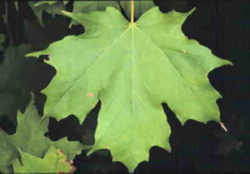 Vermont State Tree: Sugar Maple