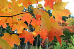 Wisconsin State Tree: Sugar Maple