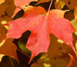 West Virginia State Tree: Sugar Maple