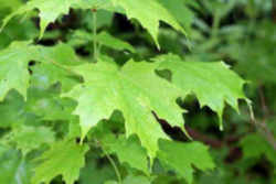 New York State Tree: Sugar Maple