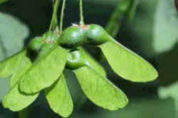 Vermont State Tree: Sugar Maple