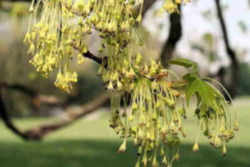 Vermont State Tree: Sugar Maple