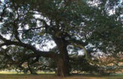 US National Tree: Oak