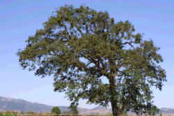 US National Tree: Oak