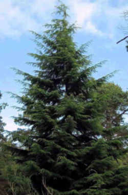 Washington State Tree: Western Hemlock