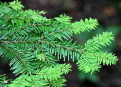 Washington State Tree: Western Hemlock