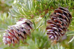 Washington State Tree: Western Hemlock