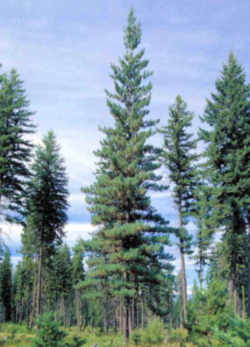 Idaho State Tree: Western White Pine