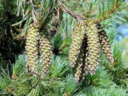 Idaho State Tree: Western White Pine