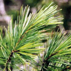 Idaho State Tree: Western White Pine
