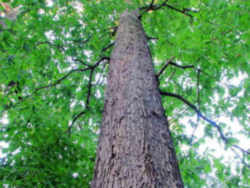Maryland State Tree: White Oak