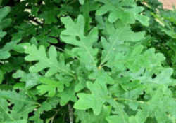 Tree, a state symbol; White Oak