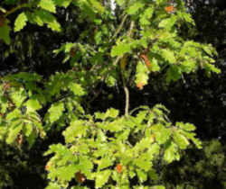 Illinois State Native Tree: White Oak