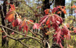 Maryland State Tree: White Oak