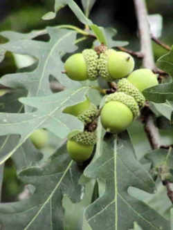 Tree, a state symbol; White Oak