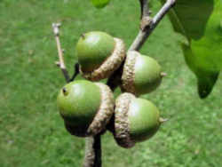 Illinois State Native Tree: White Oak