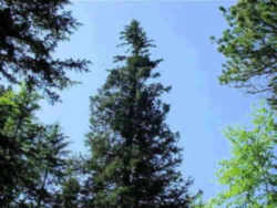South Dakota State Tree: White Spruce