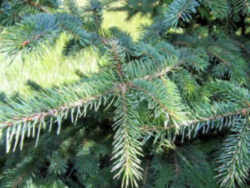 South Dakota State Tree: White Spruce