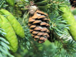South Dakota State Tree: White Spruce