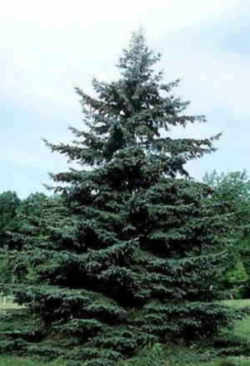 South Dakota State Tree: White Spruce