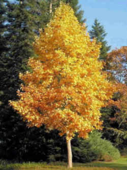 Indiana State Tree: Tulip / Yellow Poplar