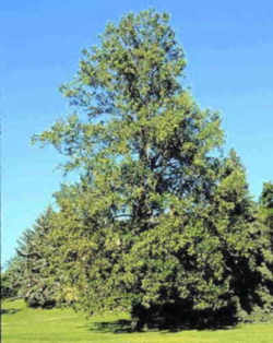 Kentucky State Tree: Tulip Poplar / Yellow Poplar