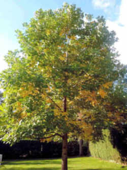 Tennessee State Tree: Tulip / Yellow Poplar