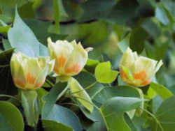 Indiana State Tree: Tulip / Yellow Poplar