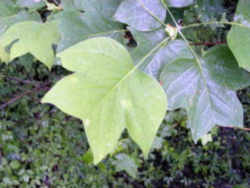 Kentucky State Tree: Tulip Poplar / Yellow Poplar