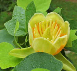 Tennessee State Tree: Tulip / Yellow Poplar