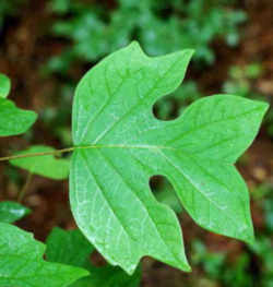 Indiana State Tree: Tulip / Yellow Poplar