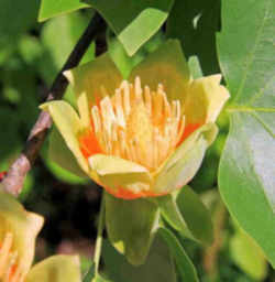 Kentucky State Tree: Tulip Poplar / Yellow Poplar