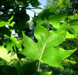 Tennessee State Tree: Tulip / Yellow Poplar