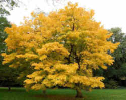 Tennessee State Bicentennial Tree: Yellowwood State Tree