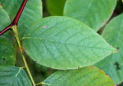 Tennessee State Bicentennial Tree: Yellowwood State Tree