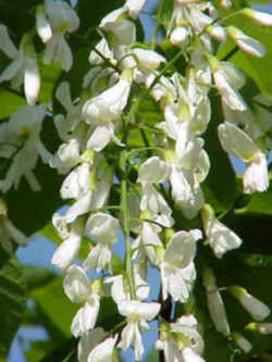 Tennessee State Bicentennial Tree: Yellowwood State Tree